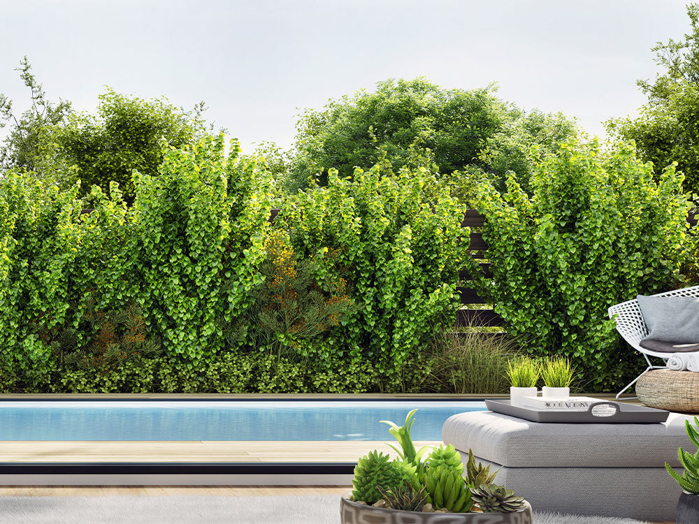 6 Tipps für deinen Smart Garden